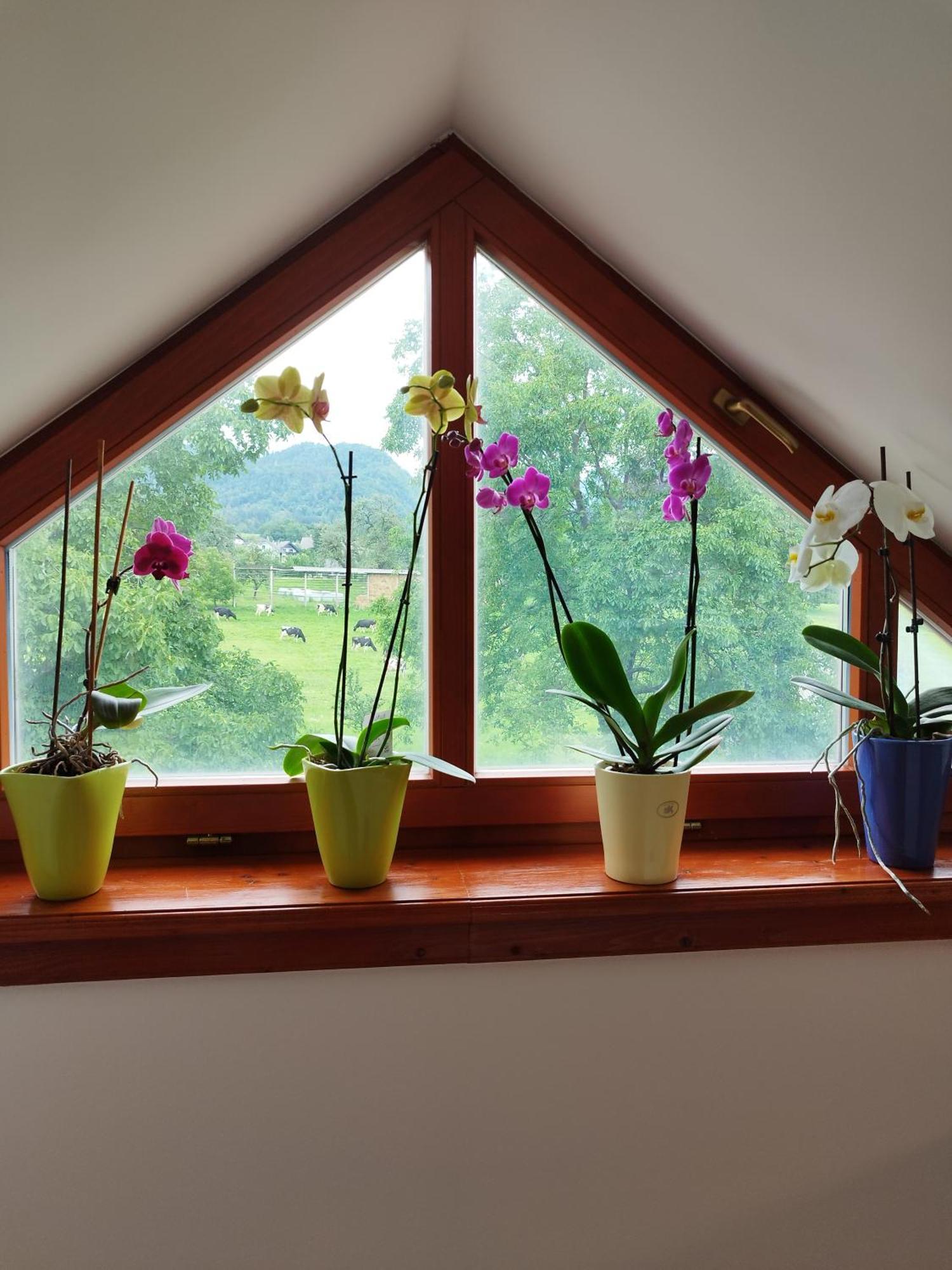 Apartma Julia Spodnje Gorje Esterno foto